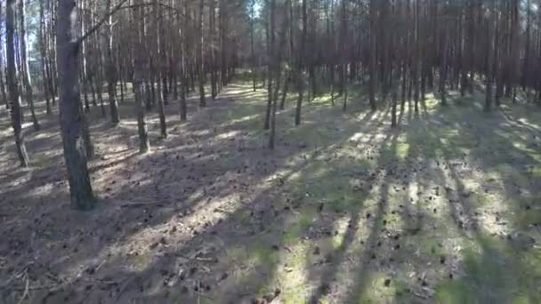 Berjalan Melalui Hutan Pinus Skotlandia Dekat Pantai Laut Baltik Polandia — Stok Video