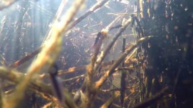 Polonya'da bir gölet pollywogs