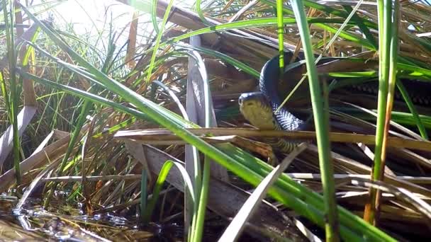 欧洲草蛇 波兰池塘里的动物 — 图库视频影像