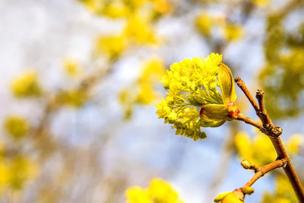 Maple blossom in spring in Poland — Stock Photo, Image