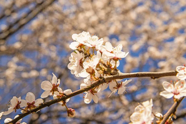 Mirabelle blossom on a blue sky — Stock Photo, Image