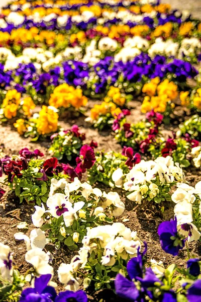 Stiefmütterchen blüht im Frühling in der Stadt — Stockfoto