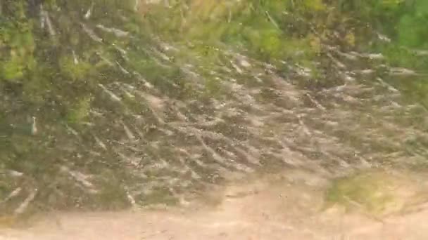 Sciame Giovani Lamprede Marine Nel Mar Baltico Primavera Polonia — Video Stock