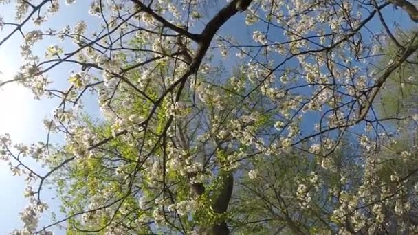 Cherry Blossom Våren Med Camera Drive — Stockvideo