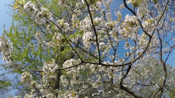 Cherry Blossom Våren Med Camera Drive — Stockvideo