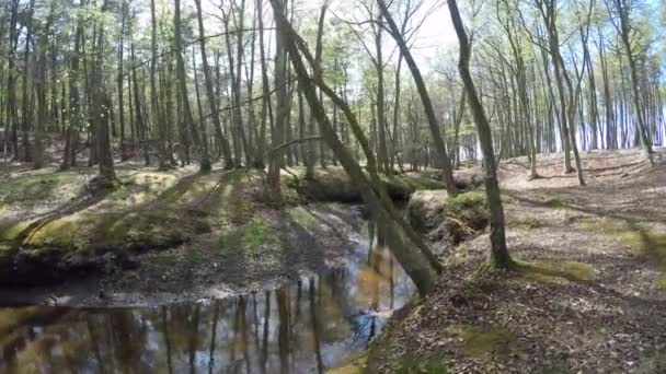 Řeka Orchzechowa Nedaleko Pobřeží Baltského Moře Polsku — Stock video
