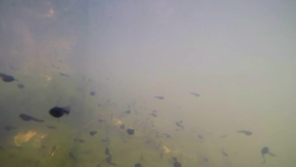 sous l'eau de polliwogs dans un étang 