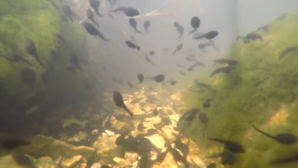 Onderwater Van Polliwogs Een Vijver — Stockvideo