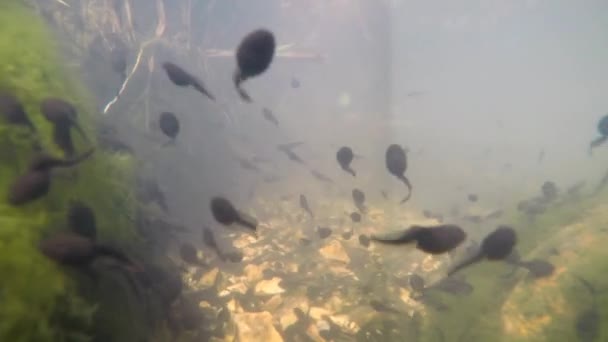 Unterwasser Von Polliwogs Einem Teich — Stockvideo