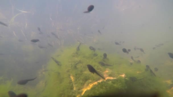 Underwater Polliwogs Pond — Stock Video