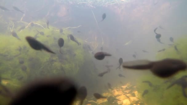 sous l'eau de polliwogs dans un étang 
