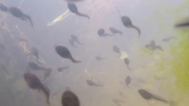sous l'eau de polliwogs dans un étang 