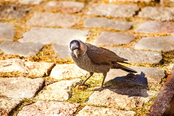 Cuervo encapuchado, ave de la fauna de Polonia — Foto de Stock