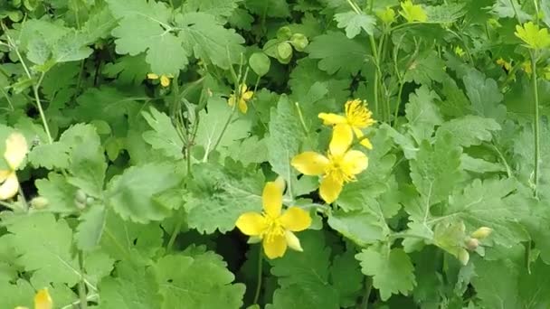 Celandine Medicinal Herb Old Abbey Wall — Stock Video