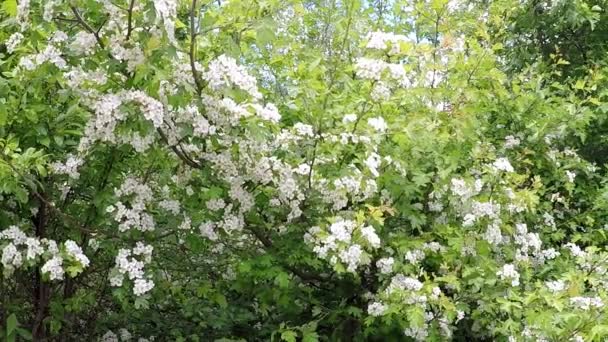 Weißdorn Blüte Heil Und Nahrungspflanze — Stockvideo