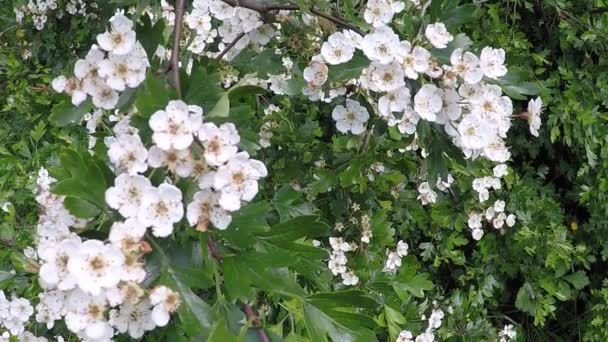 Espino Flor Planta Medicinal Alimenticia — Vídeos de Stock