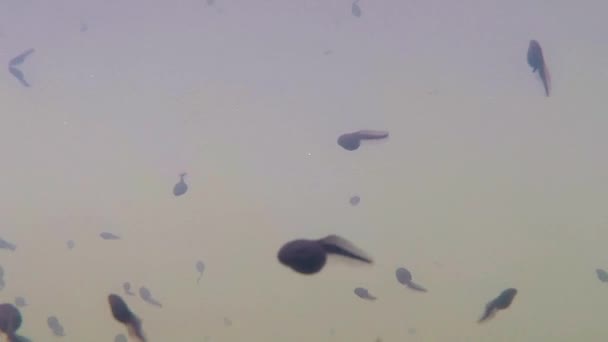 sous l'eau de polliwogs dans un étang 