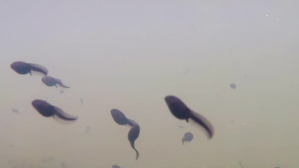 sous l'eau de polliwogs dans un étang 