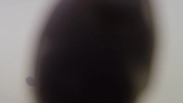 sous l'eau de polliwogs dans un étang en Allemagne 