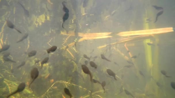 Underwater Polliwogs Pond Germany — Stock Video