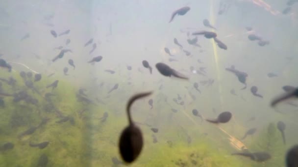 Unterwasser Von Polliwogs Einem Teich Deutschland — Stockvideo