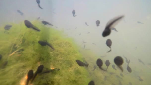 Onderwater Van Polliwogs Een Vijver Duitsland — Stockvideo