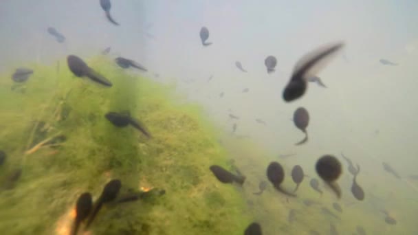 sous l'eau de polliwogs dans un étang en Allemagne 