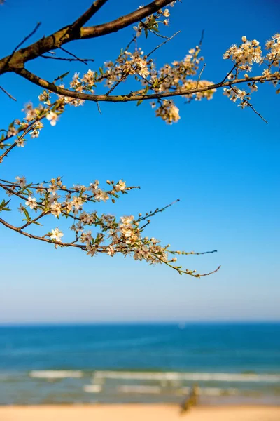 バルト海、ビーチ遊歩道の梨の花 — ストック写真