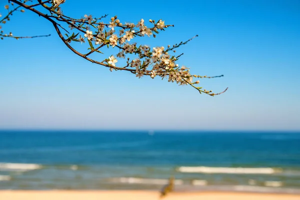 Балтійське море, цвітіння груші на пляжній набережній — стокове фото
