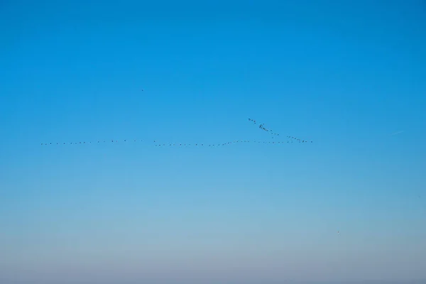 Cormorani pe cer — Fotografie, imagine de stoc