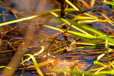 Polonya'da bir gölet ortak Avrupa kurbağa