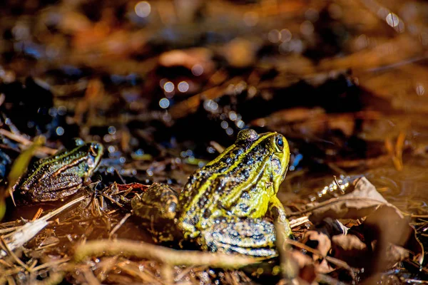 Grenouille européenne commune dans un étang en Pologne — Photo