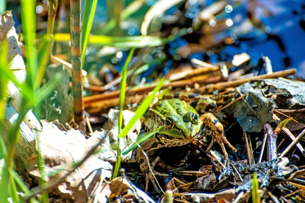 Common European frog in a pond in Poland — Stock Photo, Image