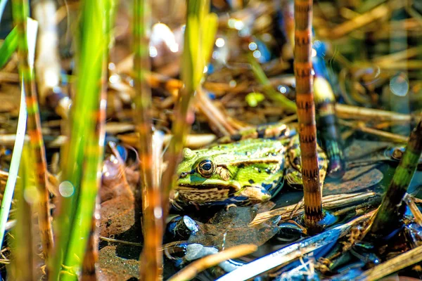 ポーランドの池で一般的なヨーロッパのカエル — ストック写真