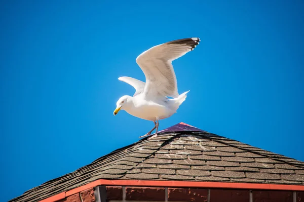 Polonya'da Baltık denizinde bir çatıda ringa martı — Stok fotoğraf