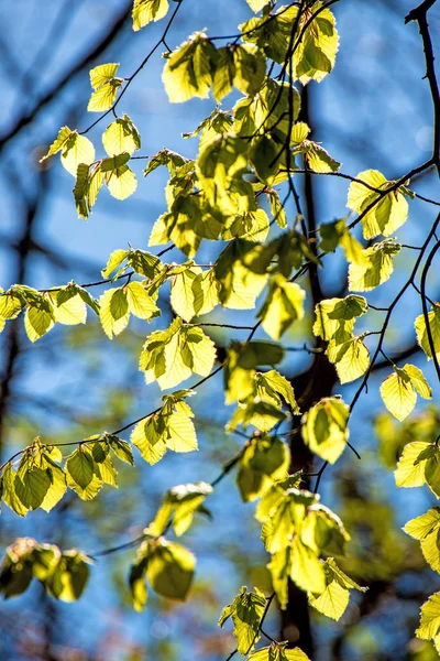 Feuilles de bouleau doux au printemps dans la lumière du dos — Photo