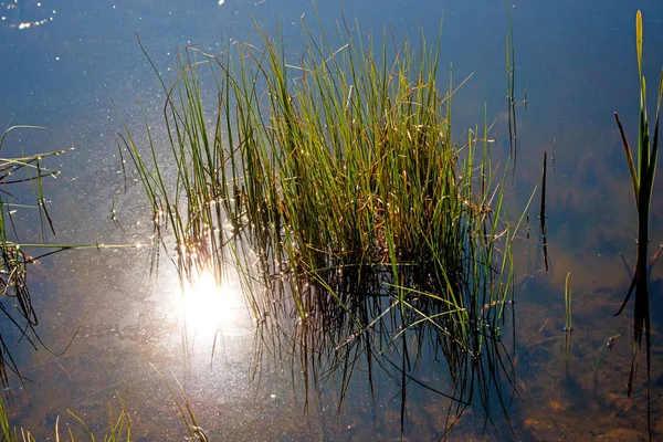 Reed in a lake in back light — Stock Photo, Image