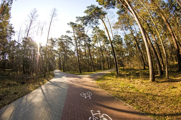 Pineta scots vicino alla costa del Mar Baltico in Polonia arguzia — Foto Stock