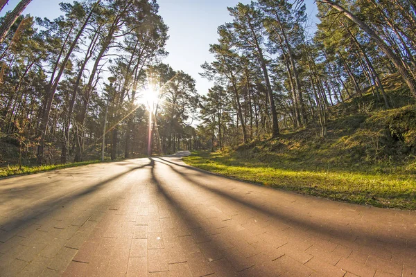 Floresta de pinheiros escoceses perto da costa do mar Báltico na Polónia — Fotografia de Stock