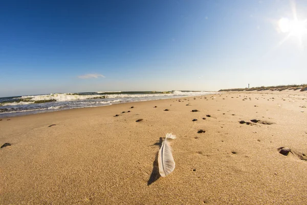 Перо на пляжі Балтійського моря з серфінгом і синім небом — стокове фото