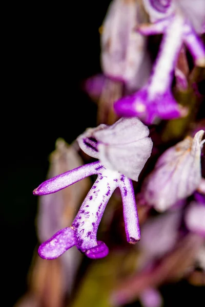 Militaire orchidee, wilde bloem in Duitsland — Stockfoto