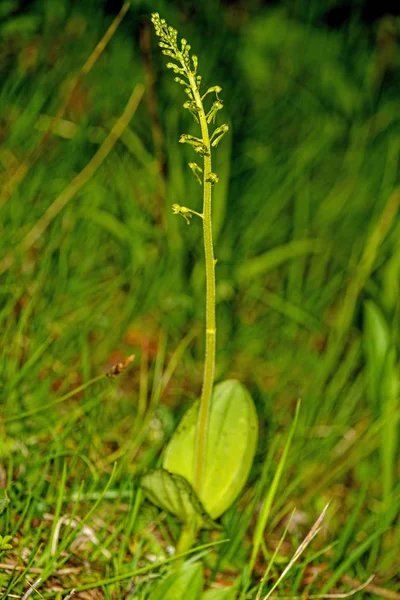 Twayblade,  orchid of the German flora — Stock Photo, Image