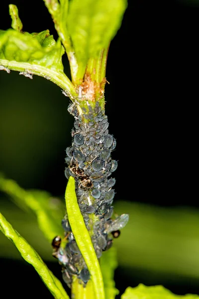 Черные вши и муравьи в колонии в доках и соррелях — стоковое фото