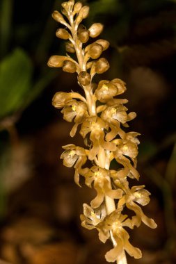 Almanya'da kuş yuvası orkide