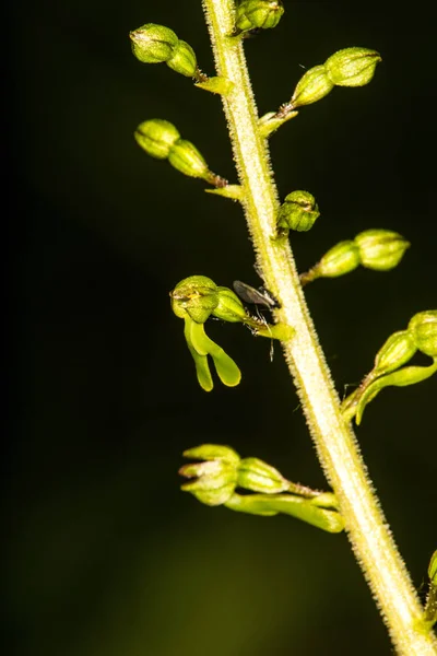Twayblade, 독일 식물의 난초 — 스톡 사진