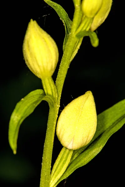 Weiße Helleborine, Orchidee Deutschlands — Stockfoto