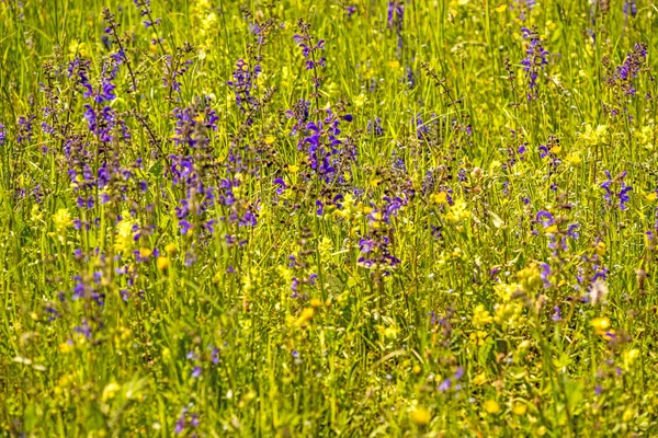 Wild sage with flower in a spring meadow in Germany — Stock Photo, Image