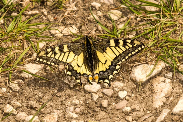 Borboleta de rabo de andorinha na primavera na Alemanha — Fotografia de Stock