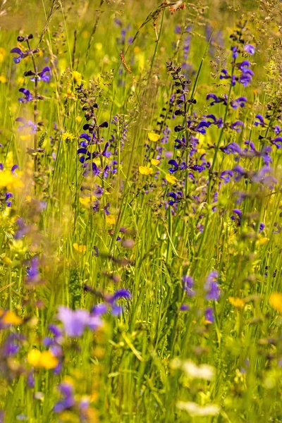 Wild sage with flower in a spring meadow in Germany — 스톡 사진