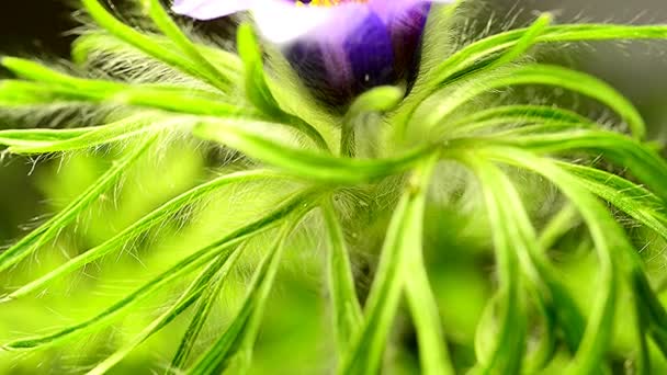 Flor Pasque Europeia Planta Medicinal Com Flor — Vídeo de Stock